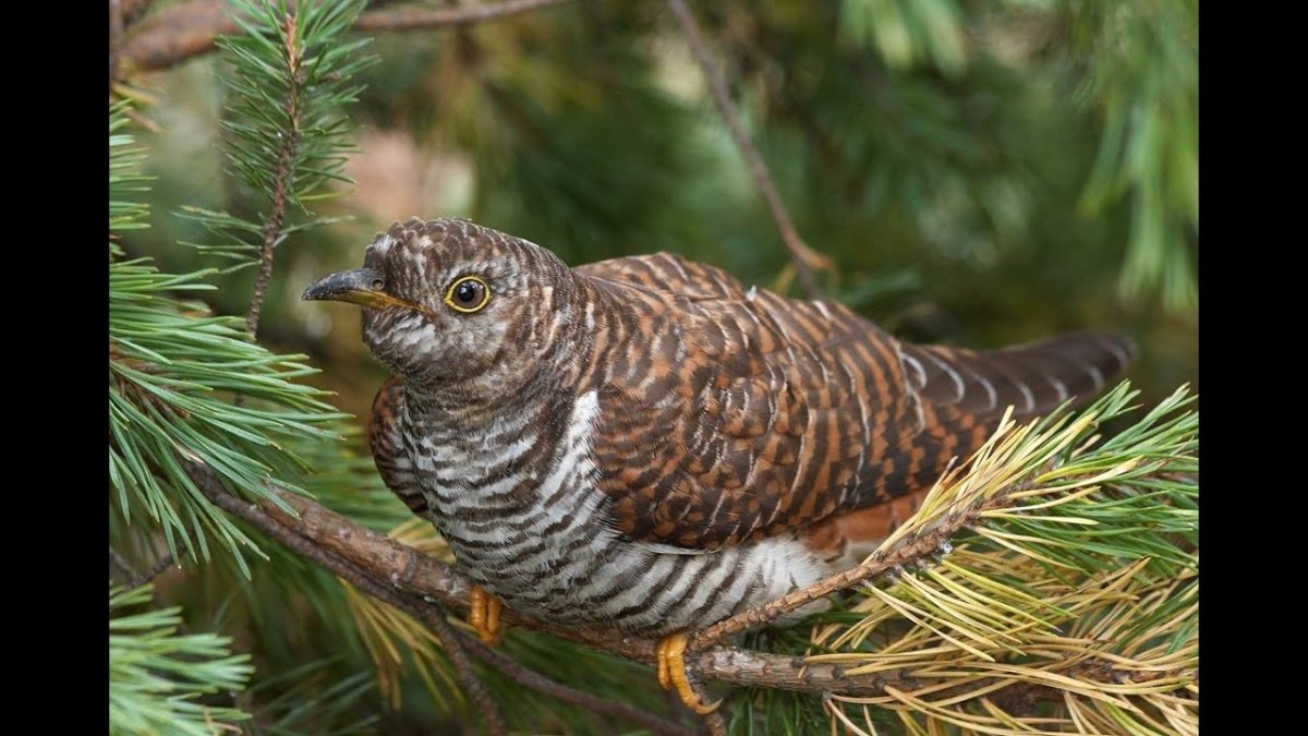 Желтый птенчик гнездо