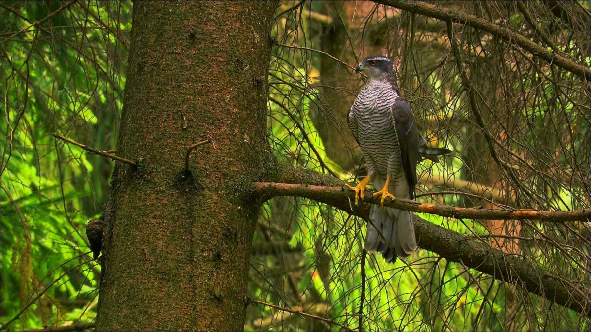 Кукушка в лесу