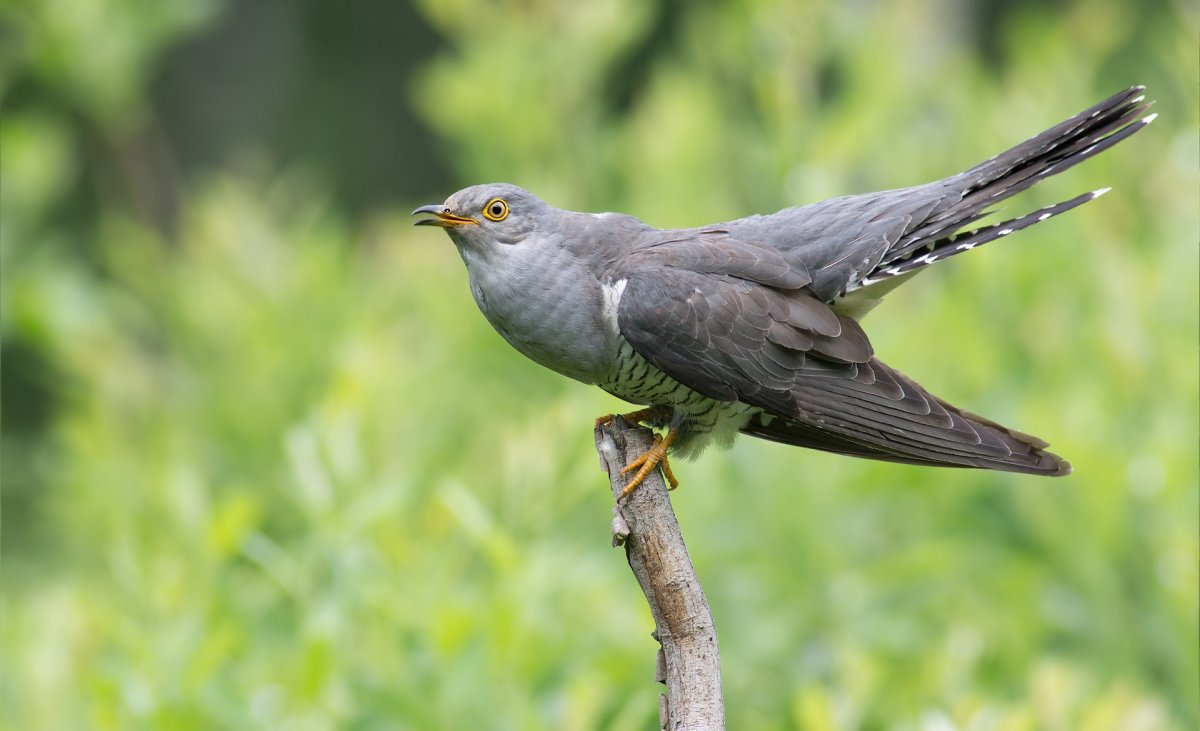 Бородатая Кукушка