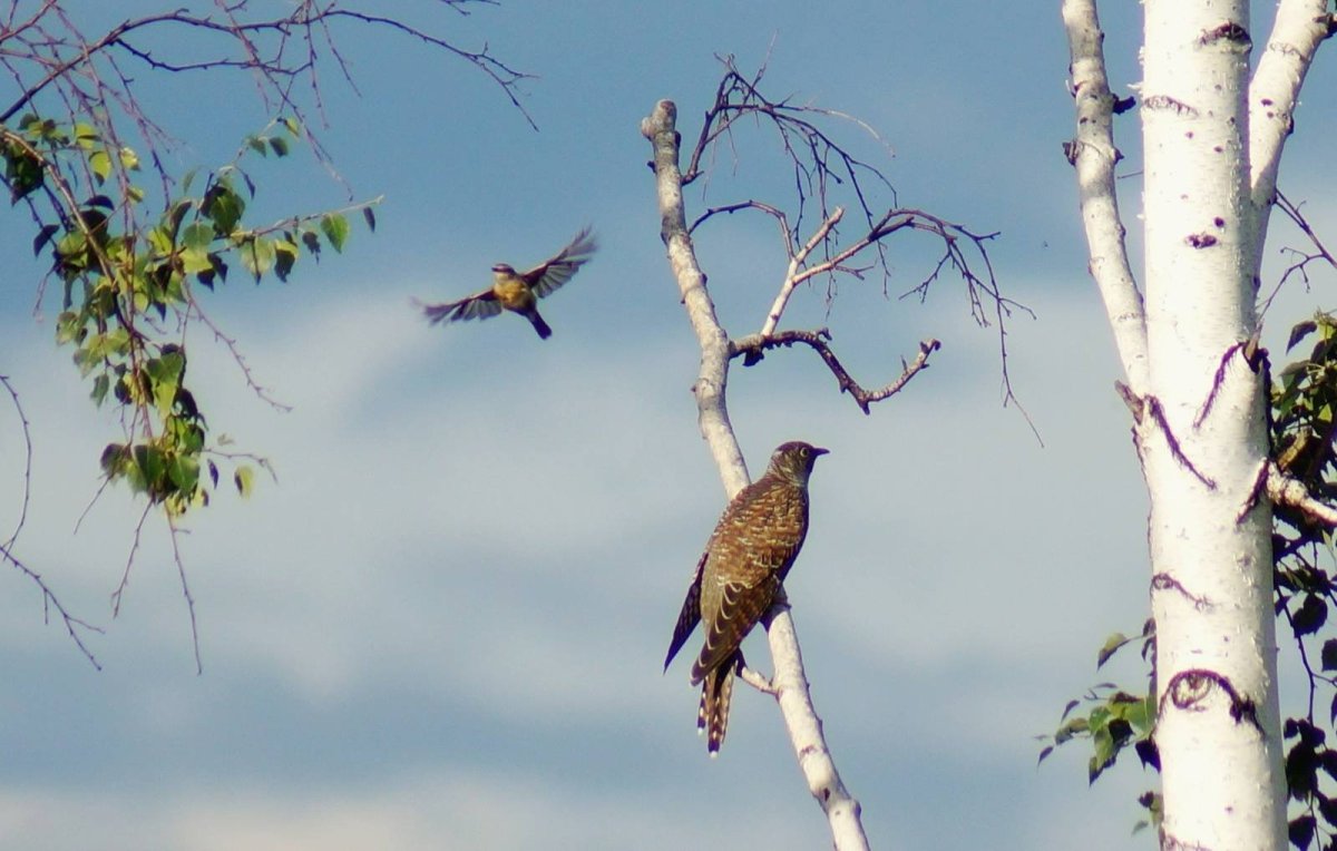 Обыкновенная Кукушка Кукушонок