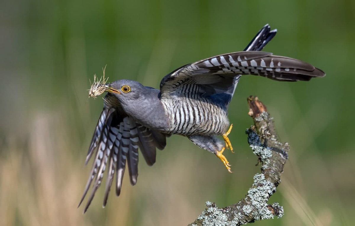 +Заря Кукушка