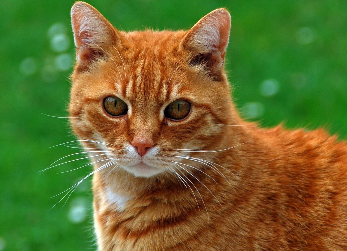 Европейская короткошерстная кошка рыжая