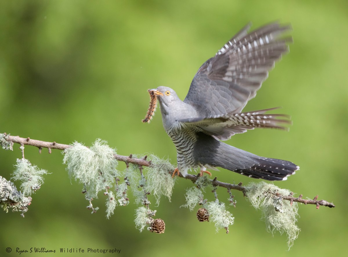 Ящеричная Кукушка
