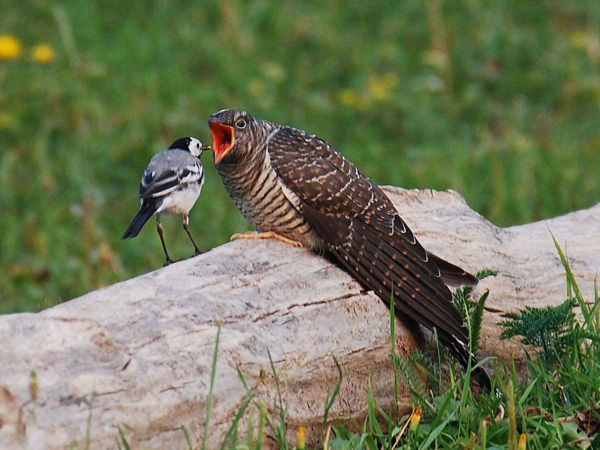 Кукушка Перелетная птица