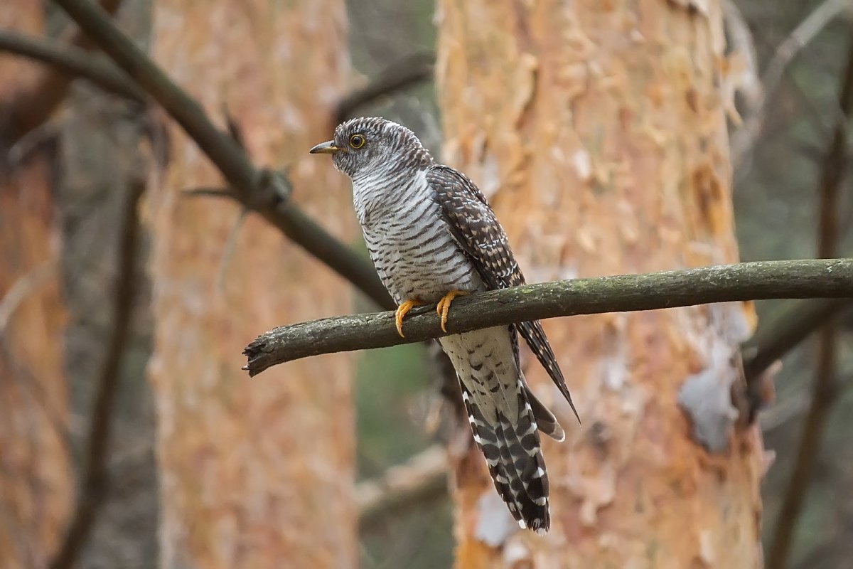 Обыкновенная Кукушка самец