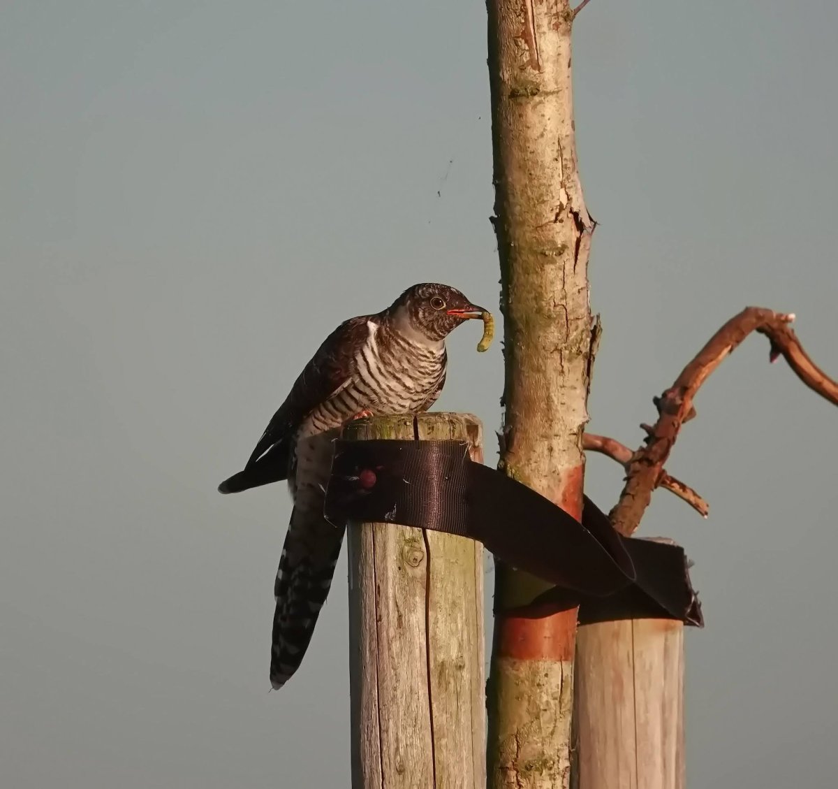 Кукушка на дереве в лесу