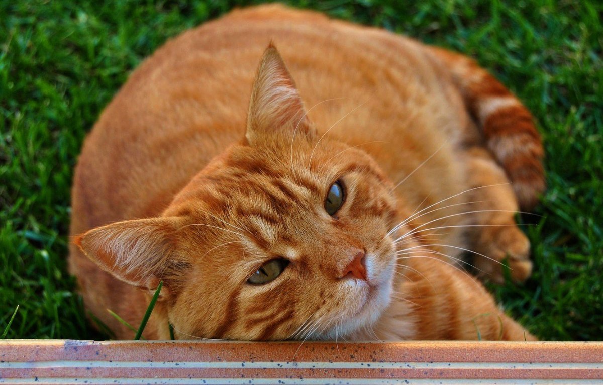 Рыжий котик