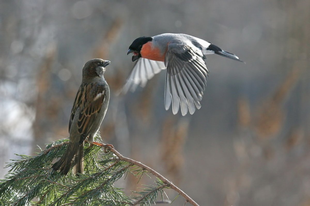 Лесные птицы Кукушка