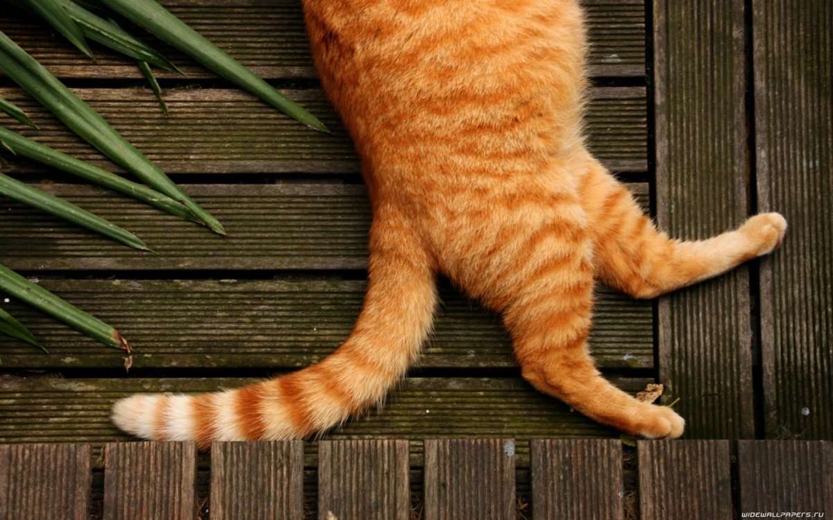 Рыжий кот на рабочий стол