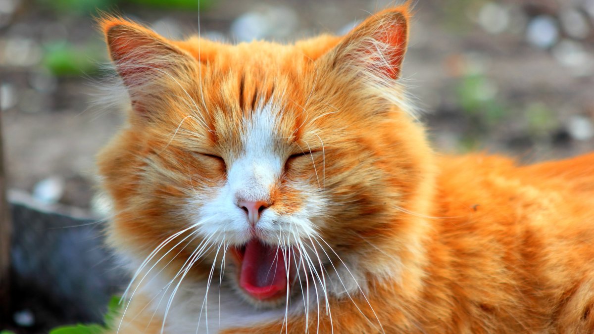 Беспородный рыжий кот