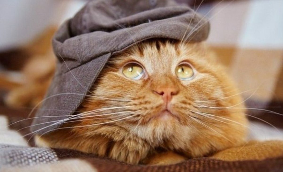 Рыжий кот в фуражке