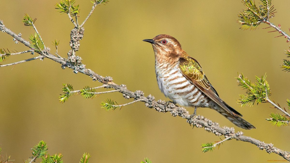 Cuculus canorus Кукушонок