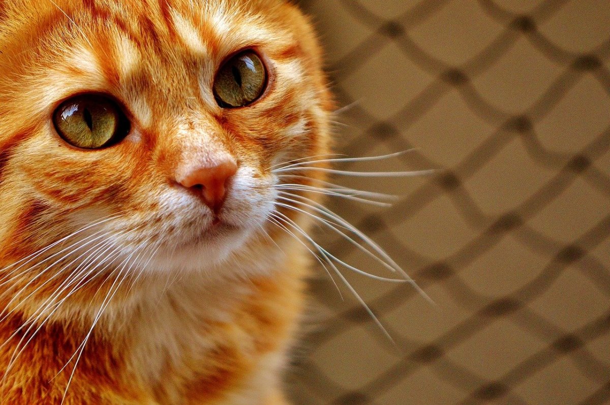 Оранжевый кот