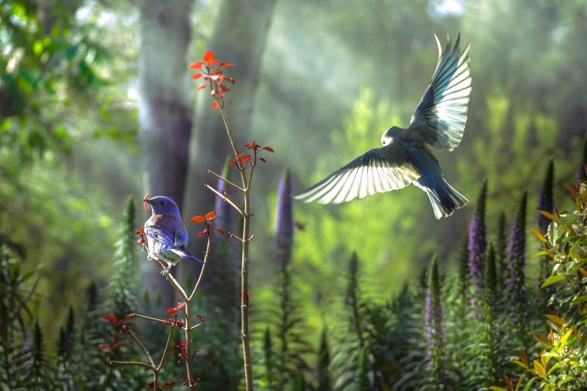 Стриж птенец желторотик