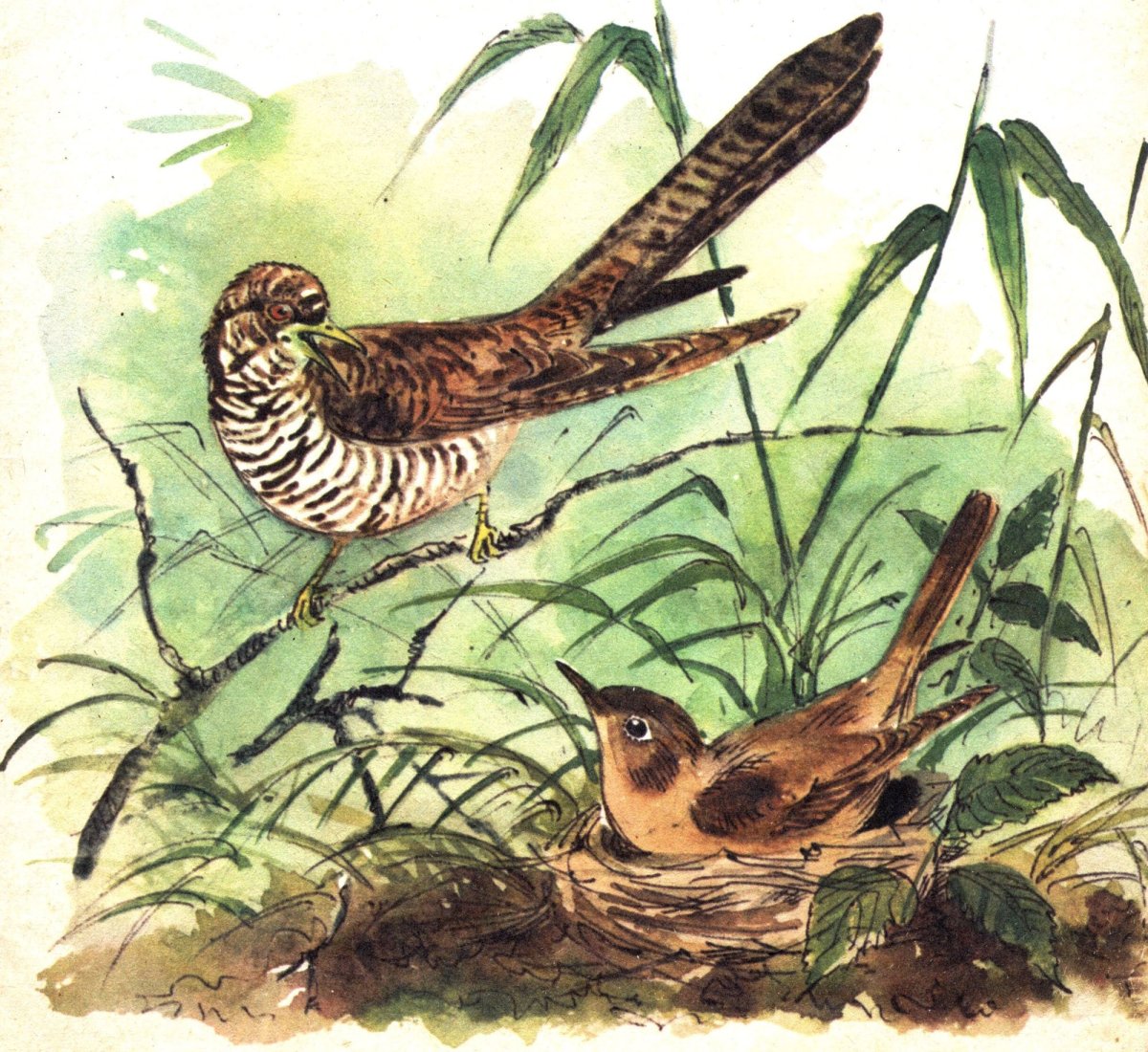 Кукушка сбоку