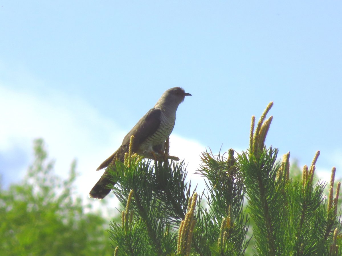 Ящеричная Кукушка