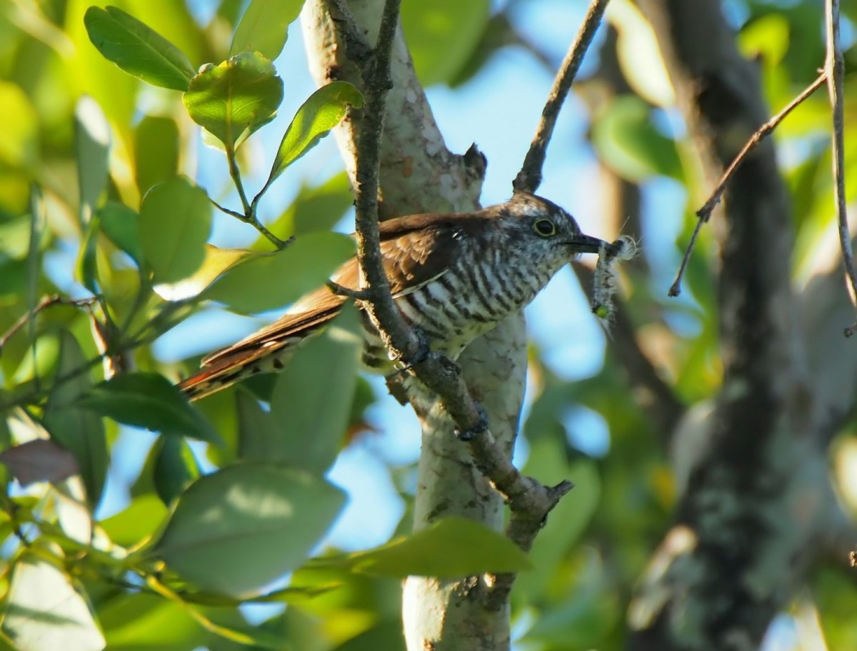 Кукушка обои