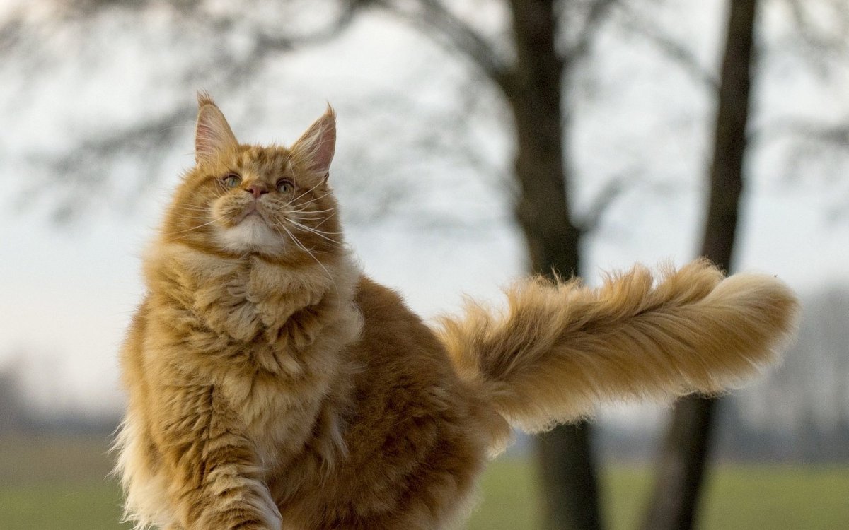 Мейкун рыжий пушитстый