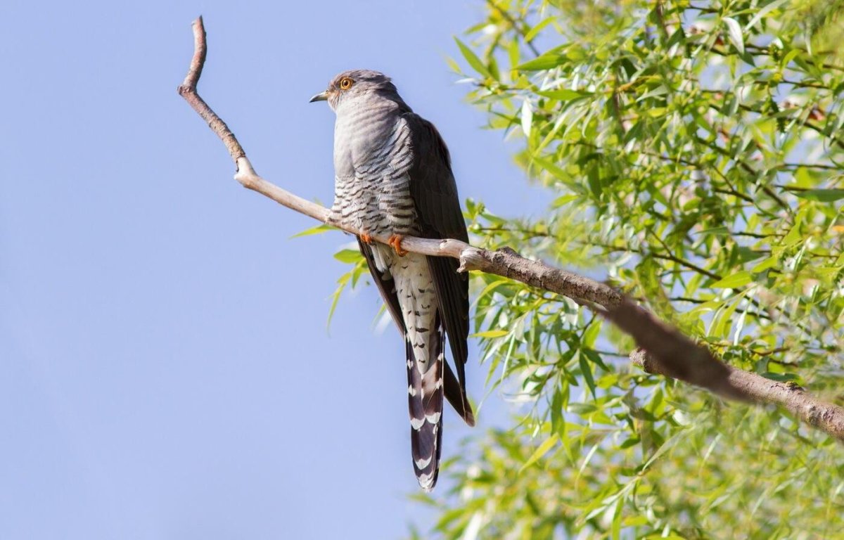 Кукушка ест гусениц
