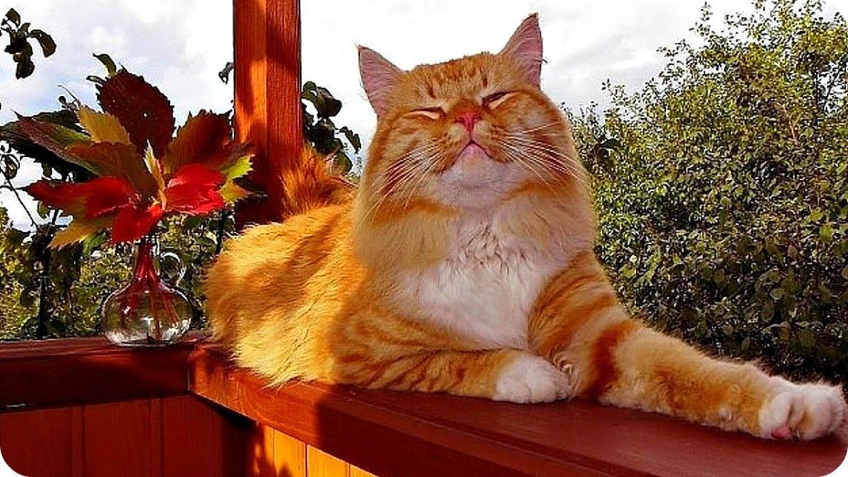 Стих про кота смешной