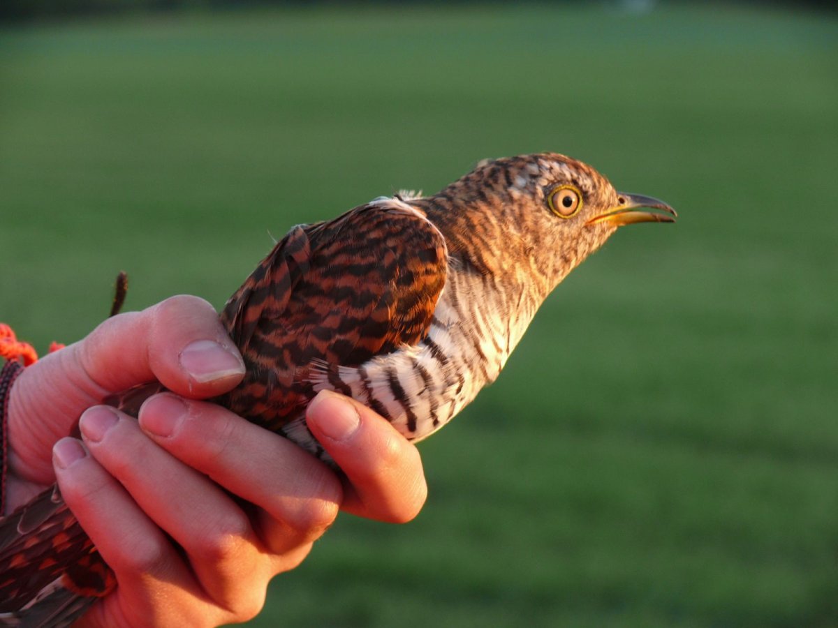 Кукушка на сосне