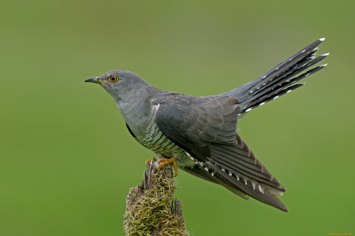 Обыкновенная Кукушка