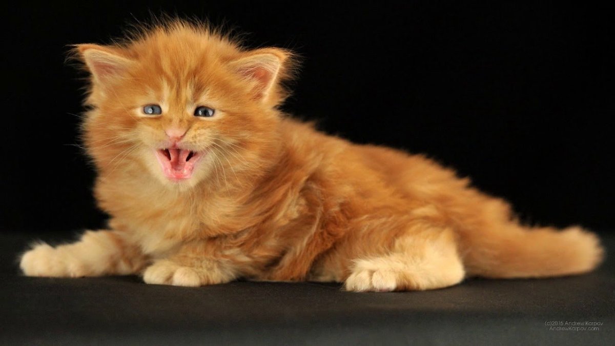 Полуперсы рыжие