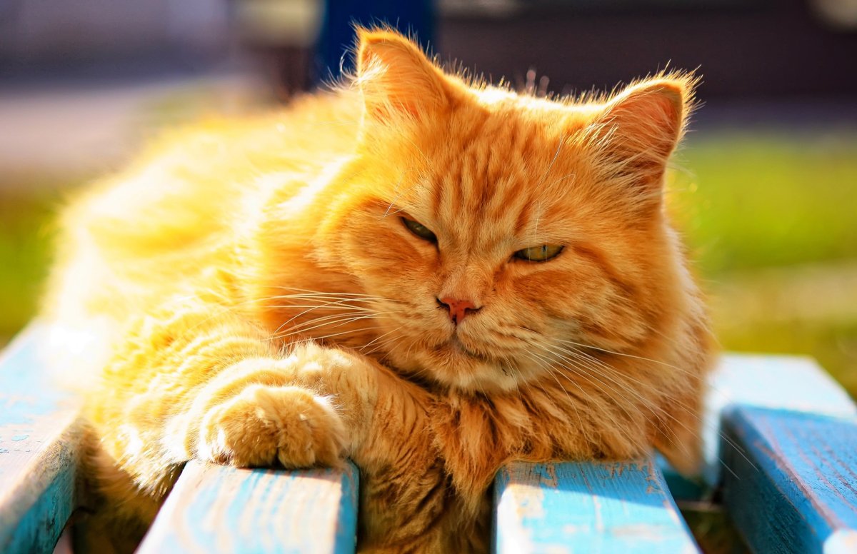 Рыжий толстый кот на солнышке