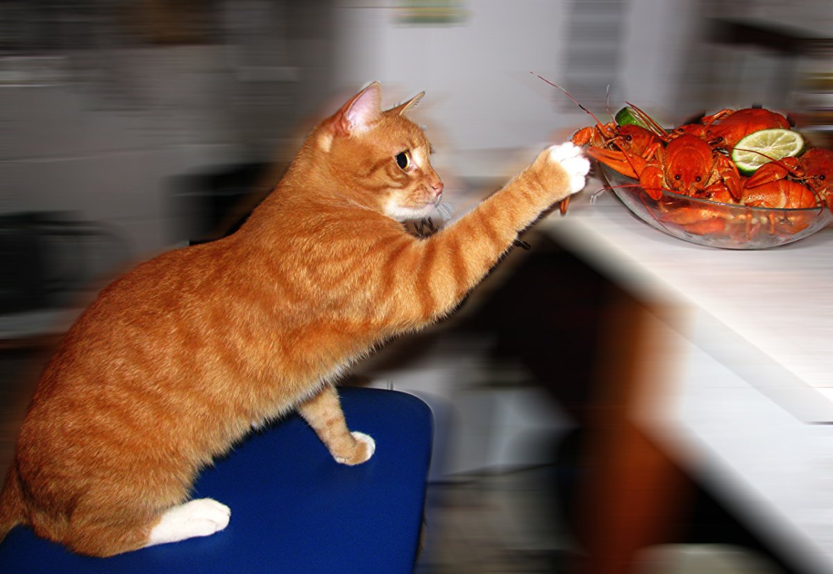 Рыжий кот кушает