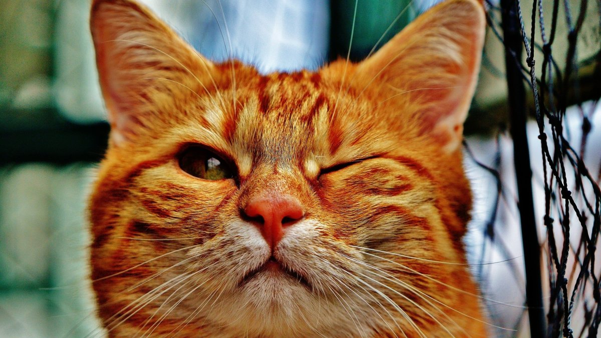 Морда рыжего кота