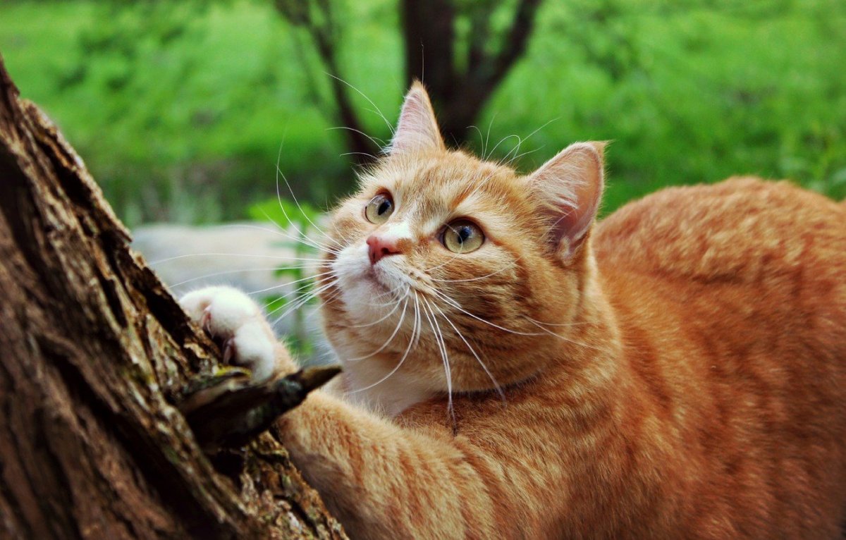 Рыжий котик