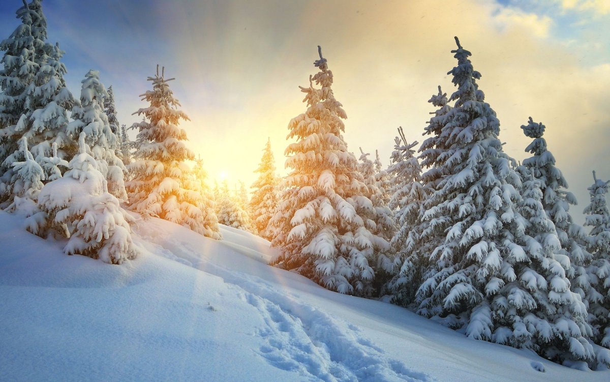 Волшебный зимний лес