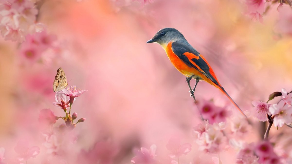 Природа цветы птицы