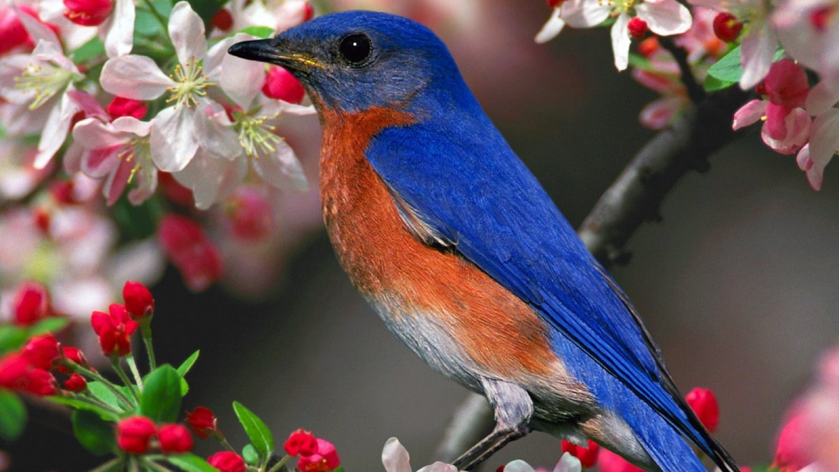 Красивые птички