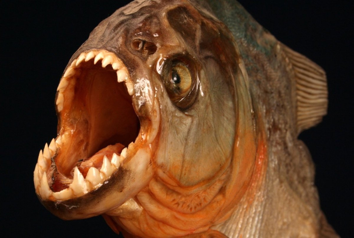 Пиранья рыба Пиранья рыба Пиранья рыба