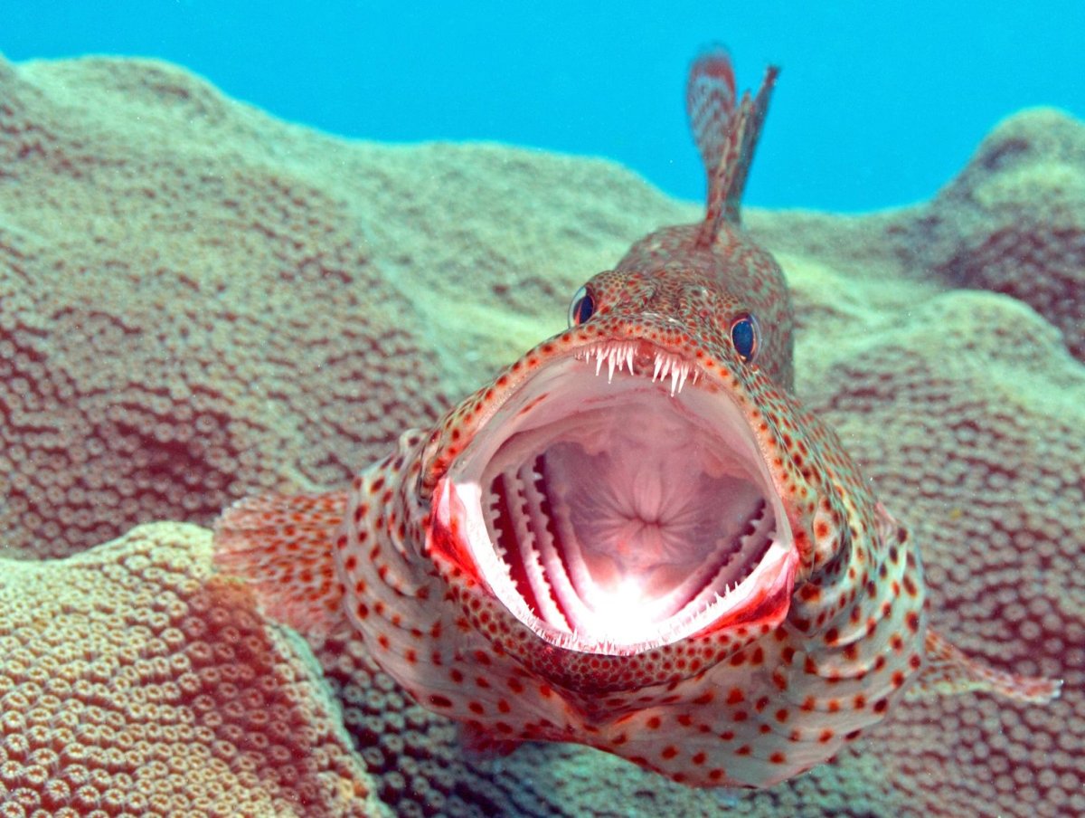 Смешной подводный мир