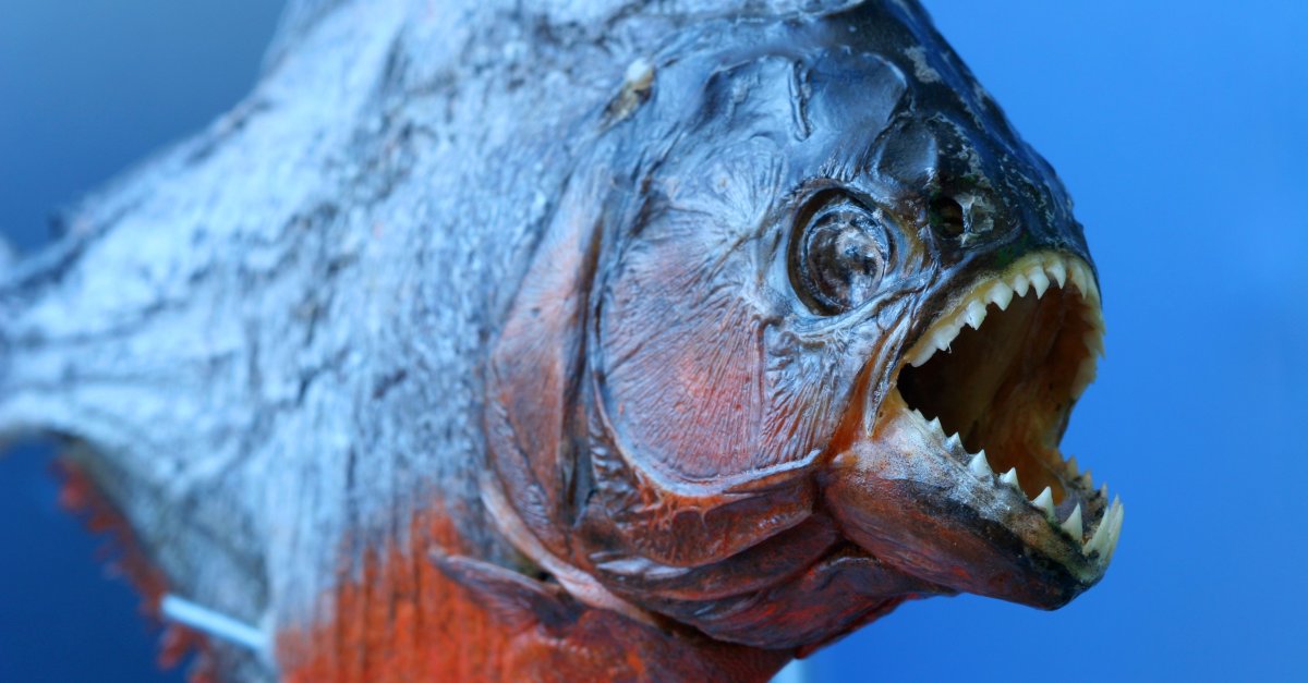 Голова рыбы