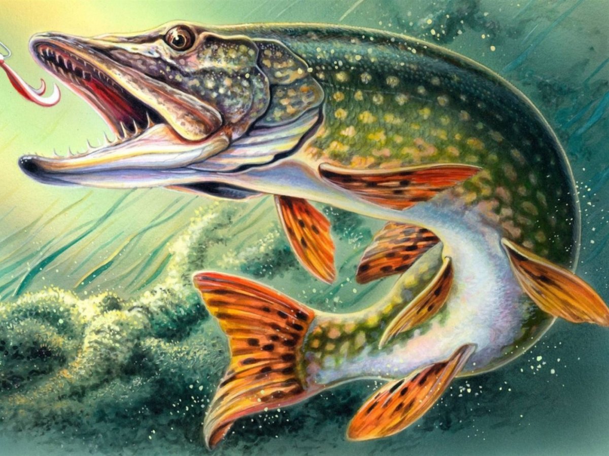 Картина щука Пайк