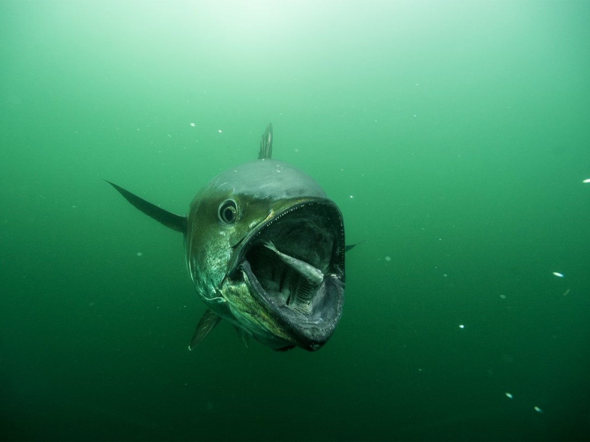 Голубой тунец