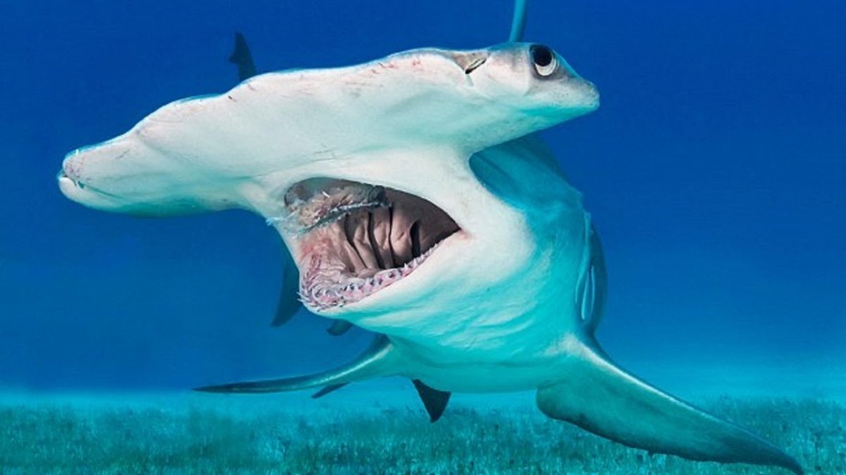 Злая рыба на белом фоне