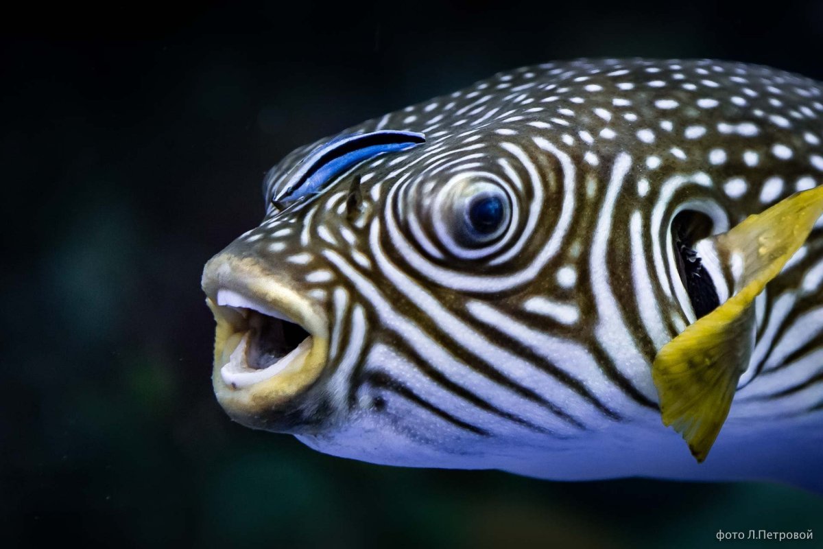 Карп кои без чешуи