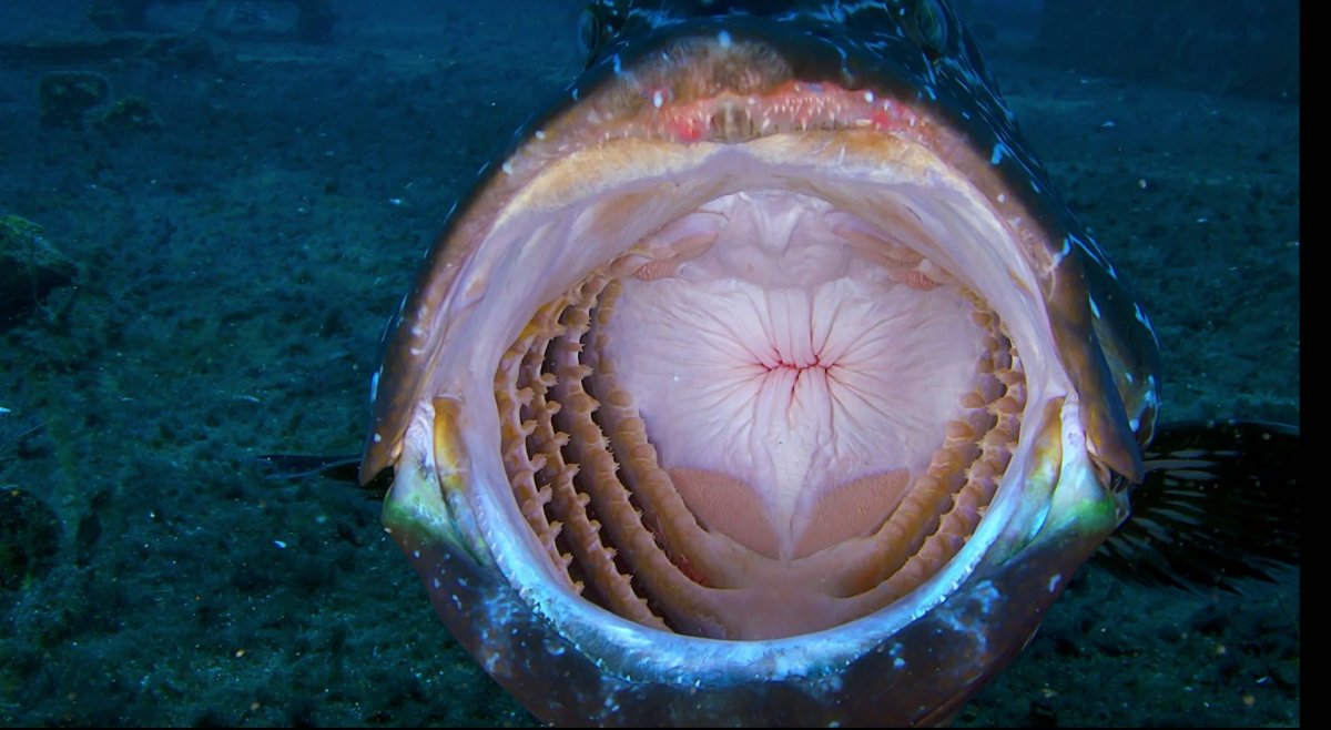 Гигантская акула Cetorhinus Maximus