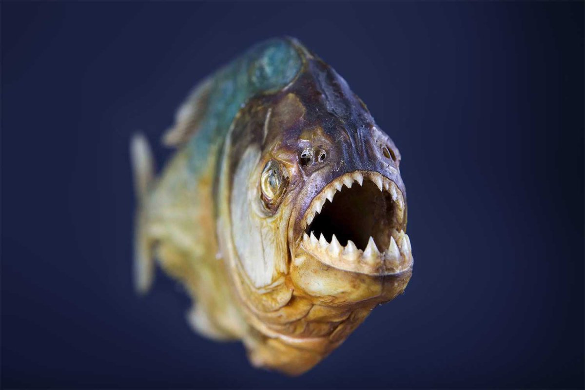 Рыба удильщик самка