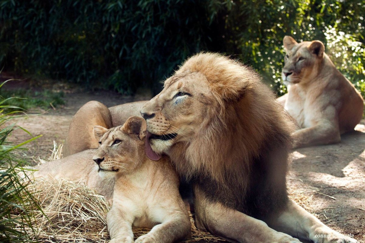 Лёва любовь