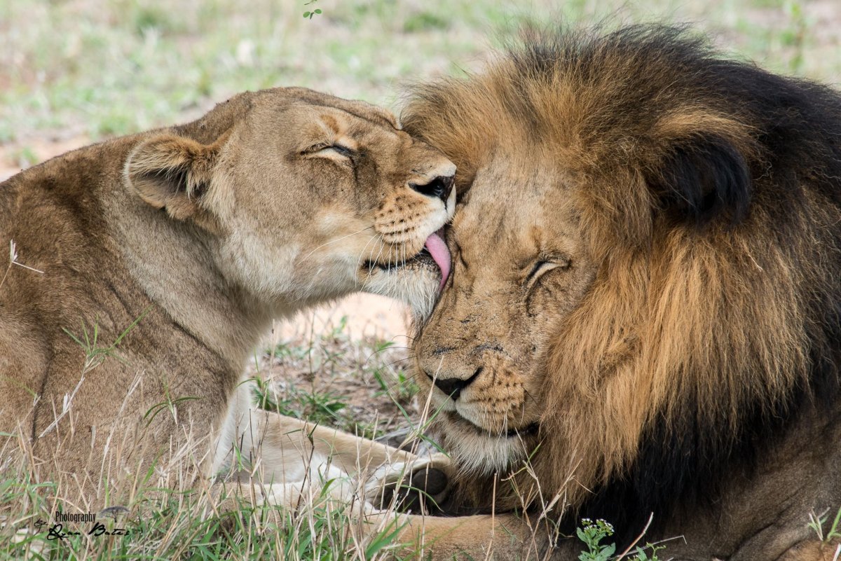 Лев и львица вместе