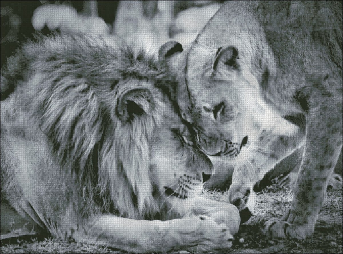 Лев и львица