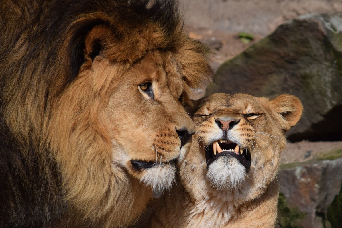 Лев и львица