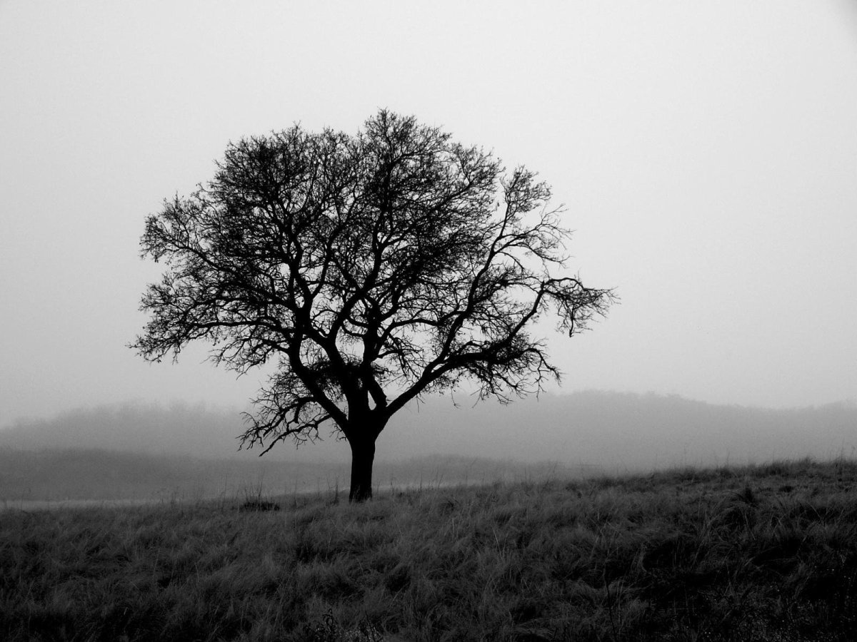 Одинокое поле