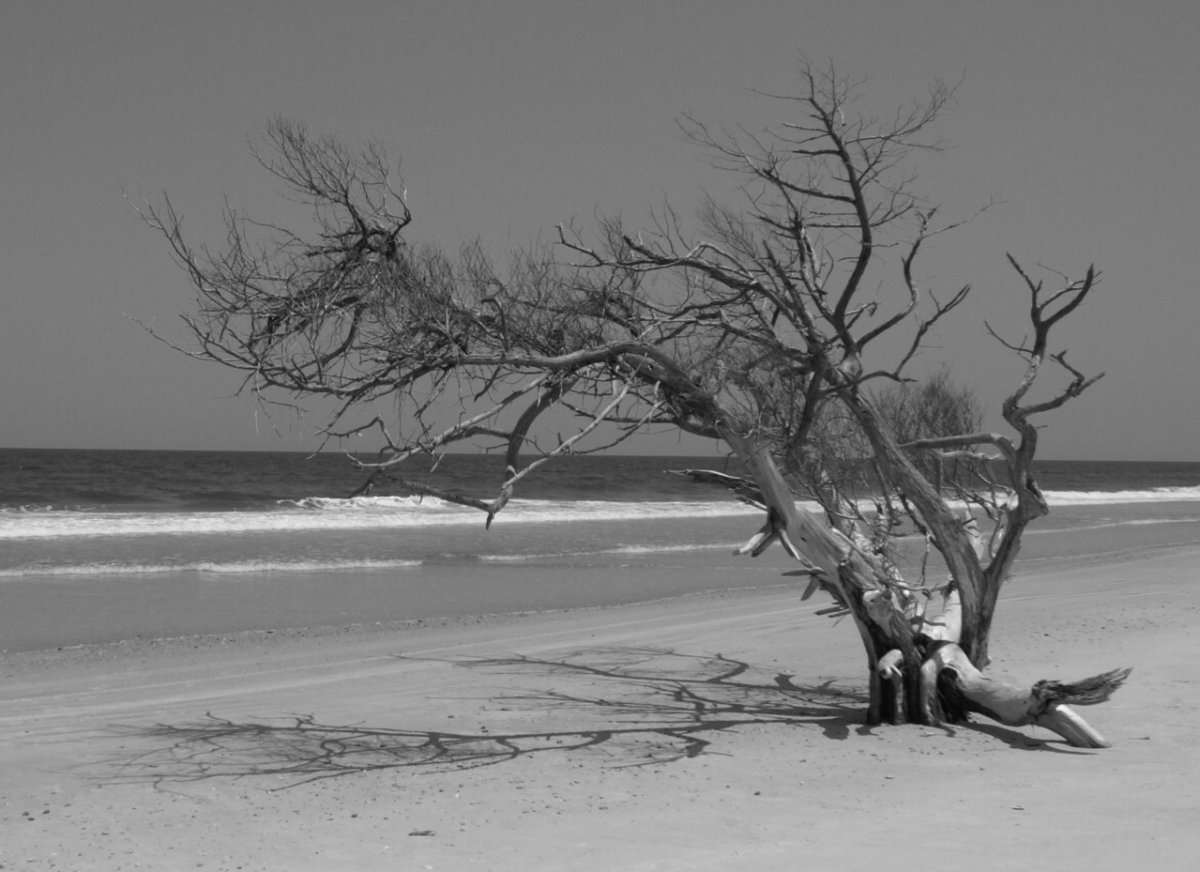 Картина одинокое дерево