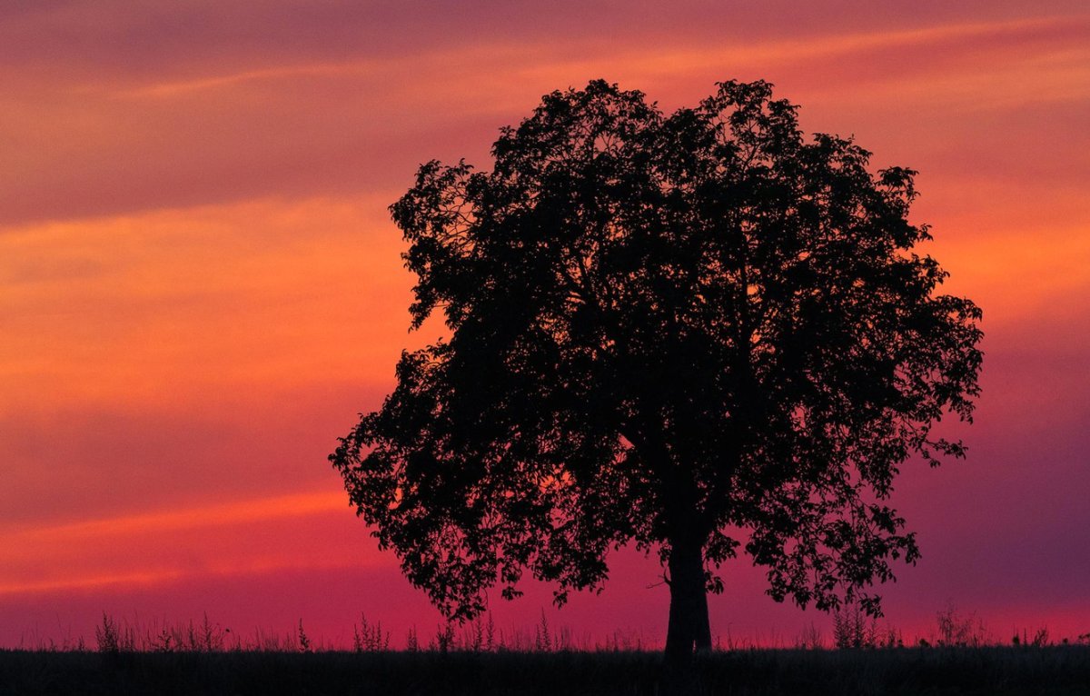 Одинокое дерево